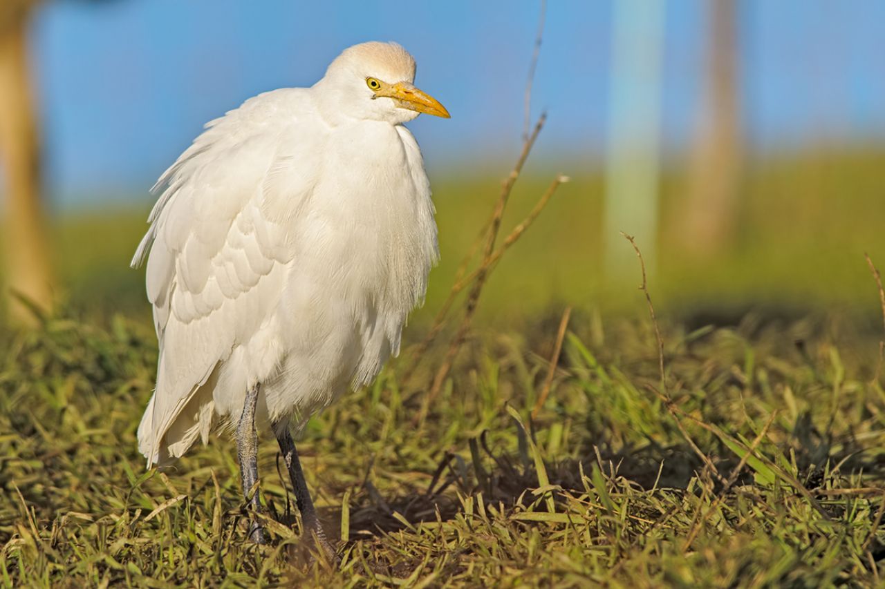 Airone guardabuoi Bubulcus ibis